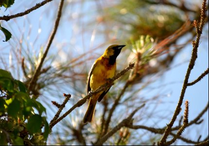 An orchard oriole among the pines near the Bodie Lighthouse photo
