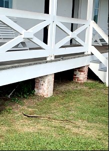 Rattlesnake at Bodie Island Light Station 9-27