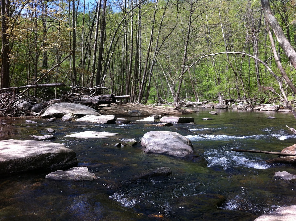 Stream in Shenandoah National Park