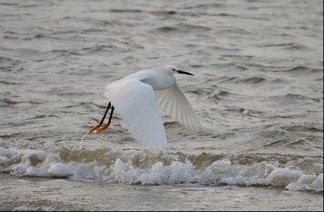 A snowy egret erupts in flight near Oregon Inlet