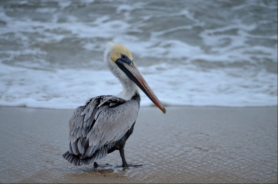 A brown pelican north of Ramp 25 on Hatteras Island
