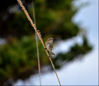 Yellow-rumped warbler