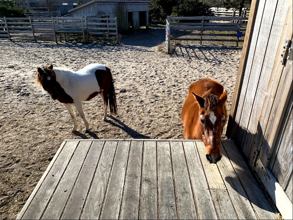 Ocracoke ponies, January 2021