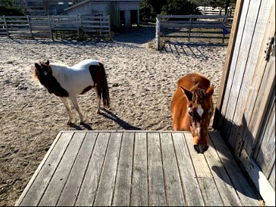 Ocracoke ponies, January 2021 photo