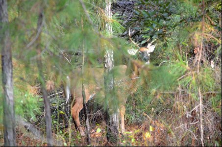 Whitetail buck on a mid-day stroll near the Bodie Lighthouse photo