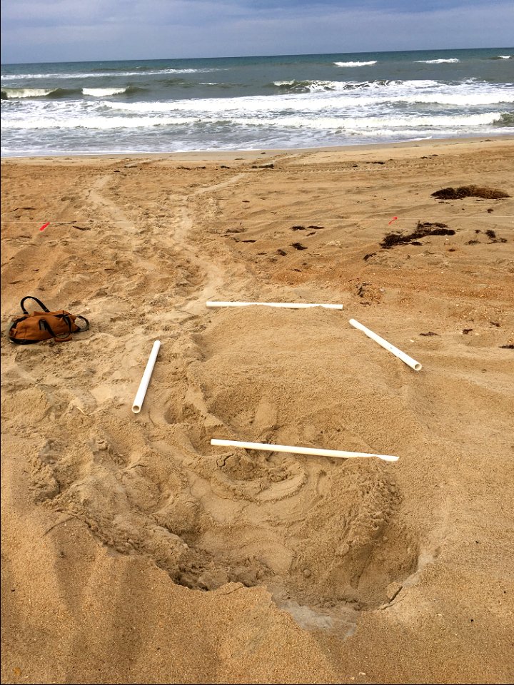 Loggerhead sea turtle nest 0.11 mi W of R48 laid on 6-10-21