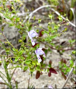 Dune Blue Curls, a rare plant in NC, were found near the Pony Pen beach access ramp