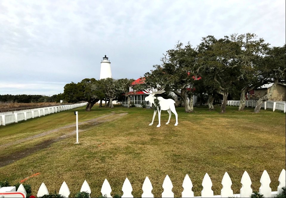 Moose on the loose at Ocracoke Light Station (1) 12-09-2020