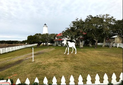 Moose on the loose at Ocracoke Light Station (1) 12-09-2020