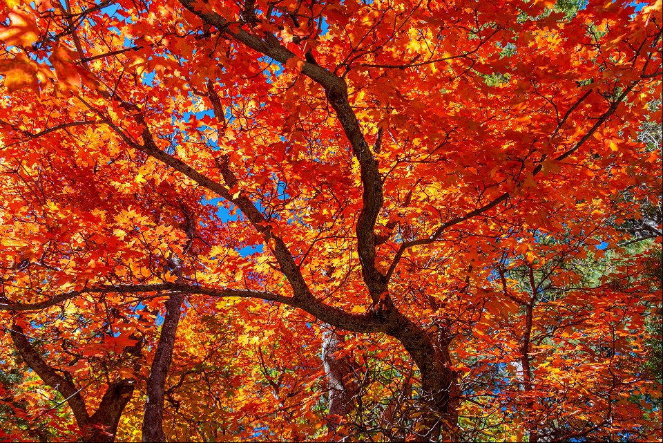 Autumn on the Mogollon Rim