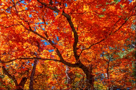 Autumn on the Mogollon Rim photo