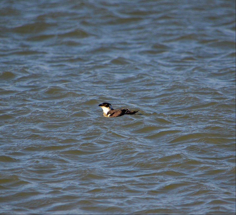 Dovekies are precious little seabirds that are mainly found in the North Atlantic. This one was spotted at the very tip of South Point on Ocracoke Island