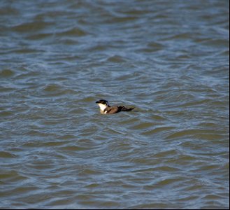 Dovekies are precious little seabirds that are mainly found in the North Atlantic. This one was spotted at the very tip of South Point on Ocracoke Island