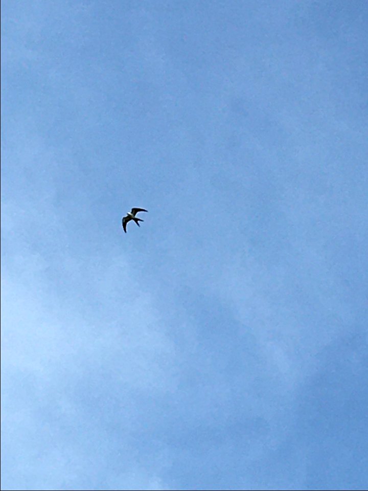 Swallow-tailed Kite, rare migrant flying over the Buxton Ranger Station