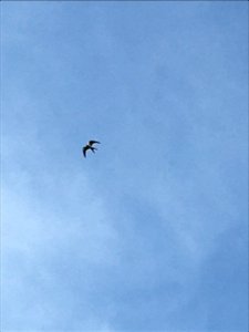 Swallow-tailed Kite, rare migrant flying over the Buxton Ranger Station