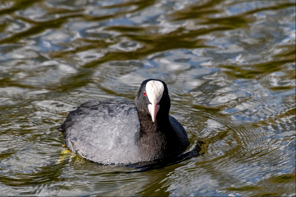 Fulica atra Linnaeus, 1758