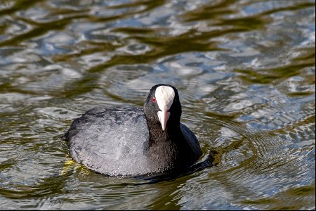 Fulica atra Linnaeus, 1758