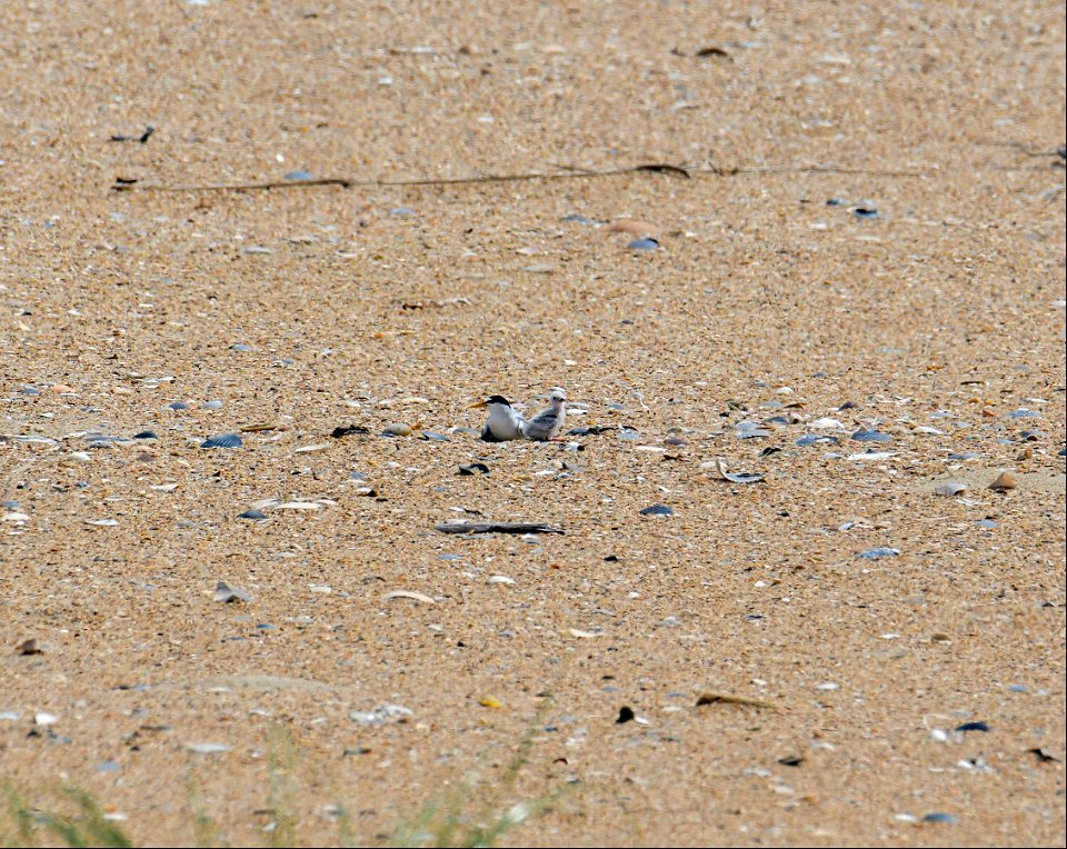 LETE adult with its chick in the CP area