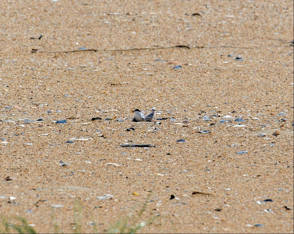 LETE adult with its chick in the CP area photo