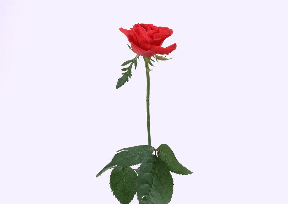 beautiful red rose