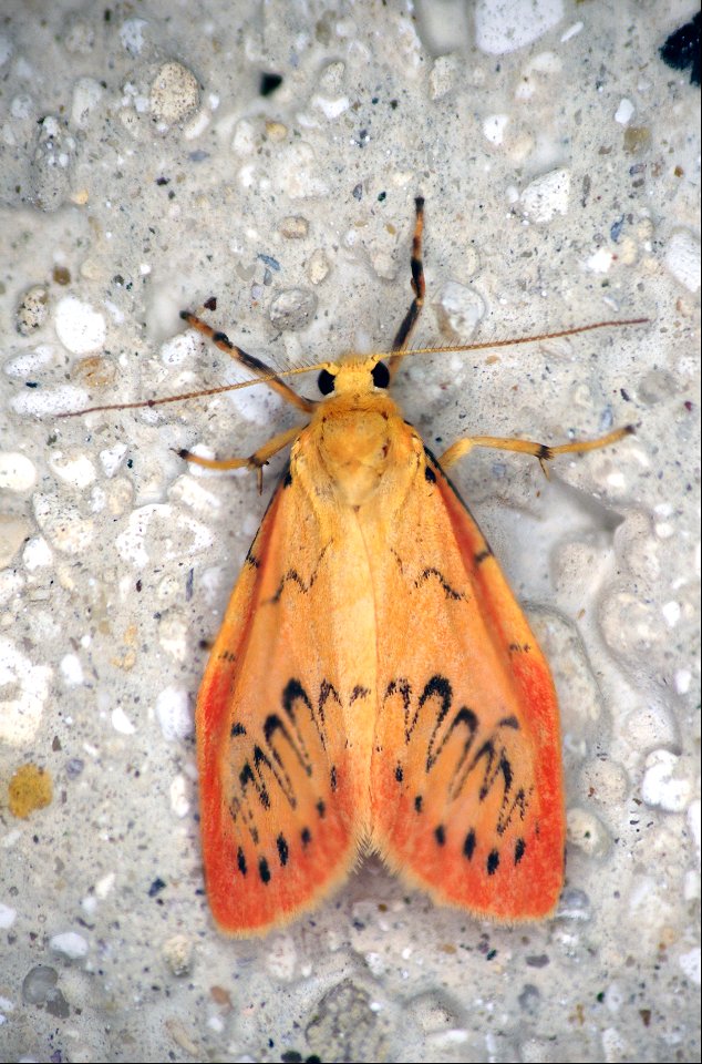 Miltochrista miniata Forster, 1771