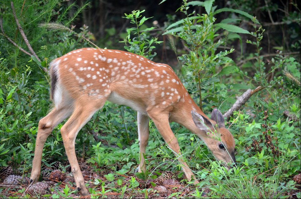 Adorable fawn near Bodie Island Lighthouse