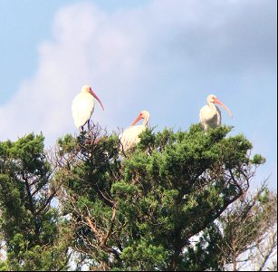 White ibis roosting near Shirley's Lane on Ocracoke Island