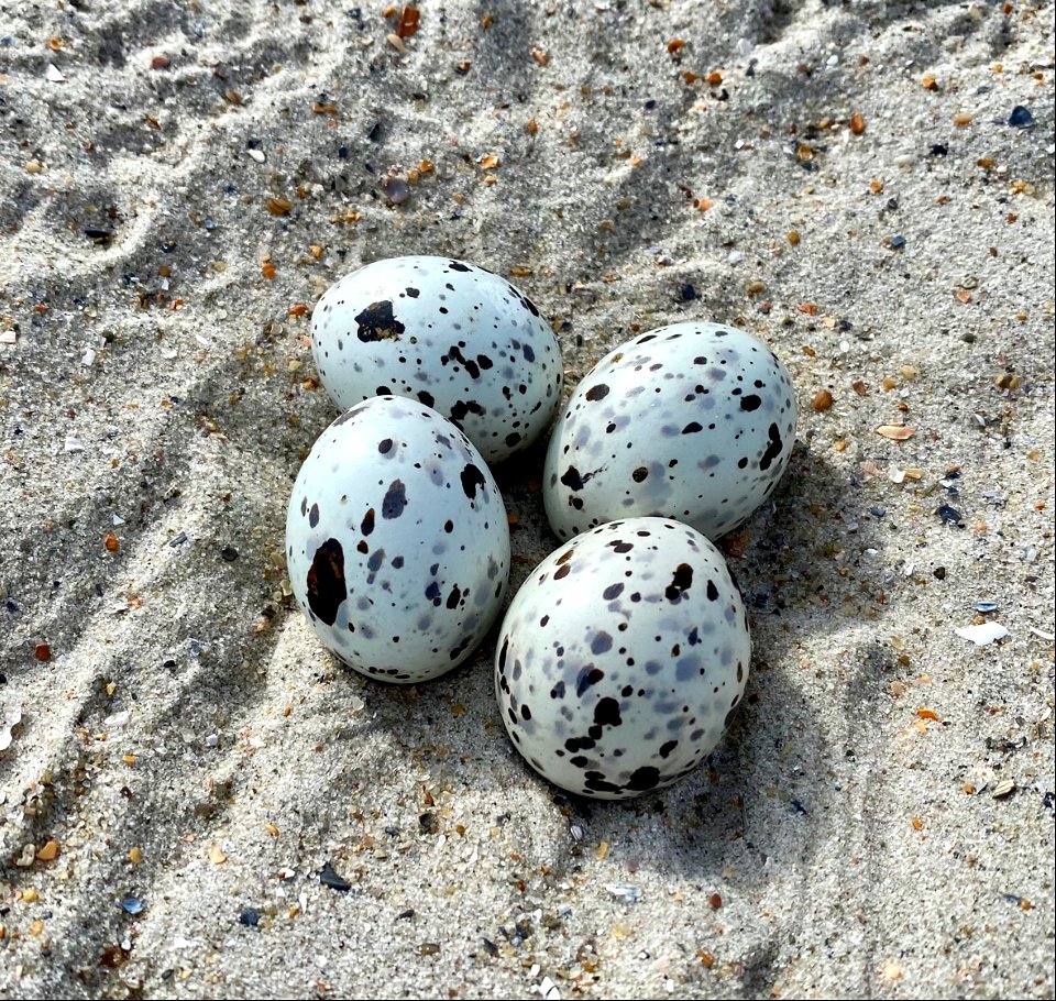 A black skimmer nest on South Point