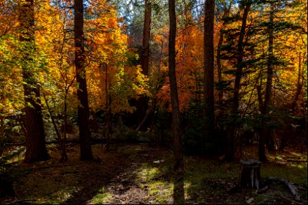Autumn on the Mogollon Rim