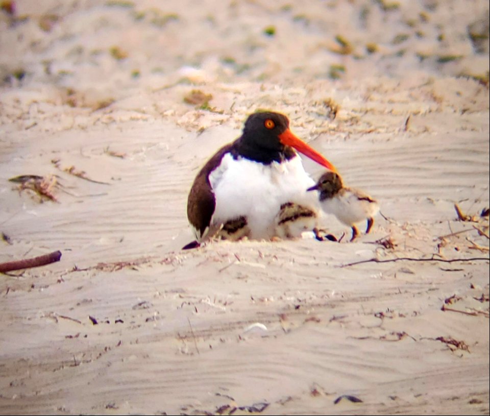 American oystercatcher brood on southern end of South Point