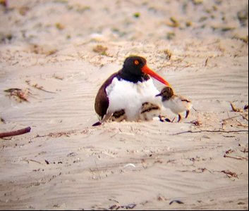 American oystercatcher brood on southern end of South Point photo