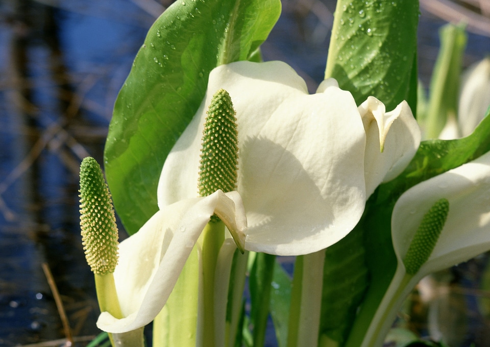 white Calla lilies with leaf