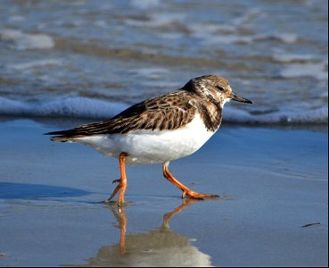 Ruddy Turnstone foraging along the eroded stacking lanes on the northern end of Ocracoke
