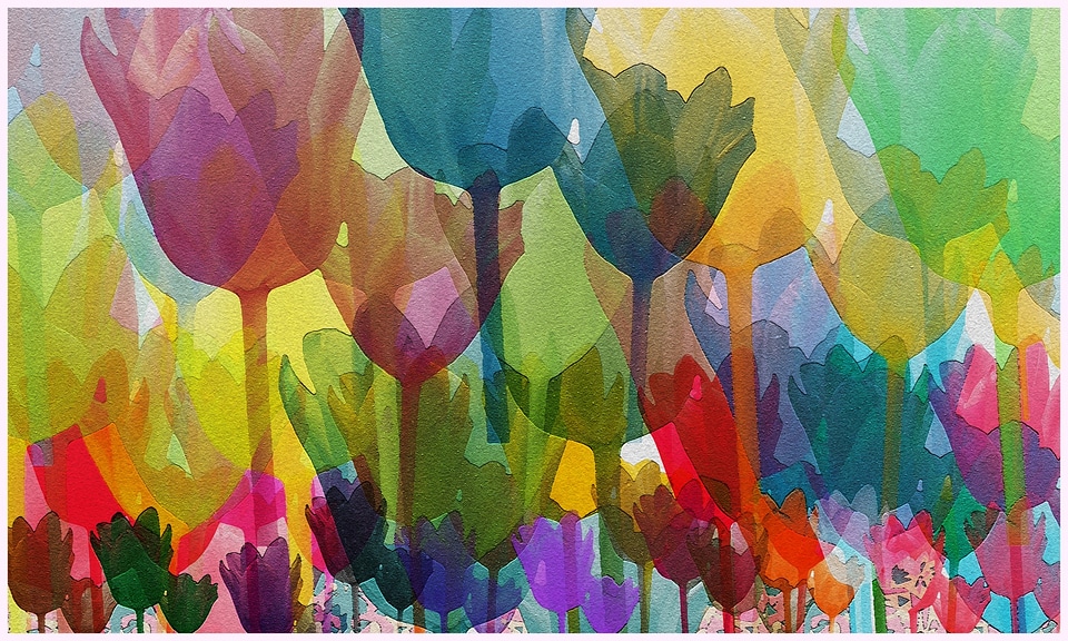 Colored tulips, one over the other