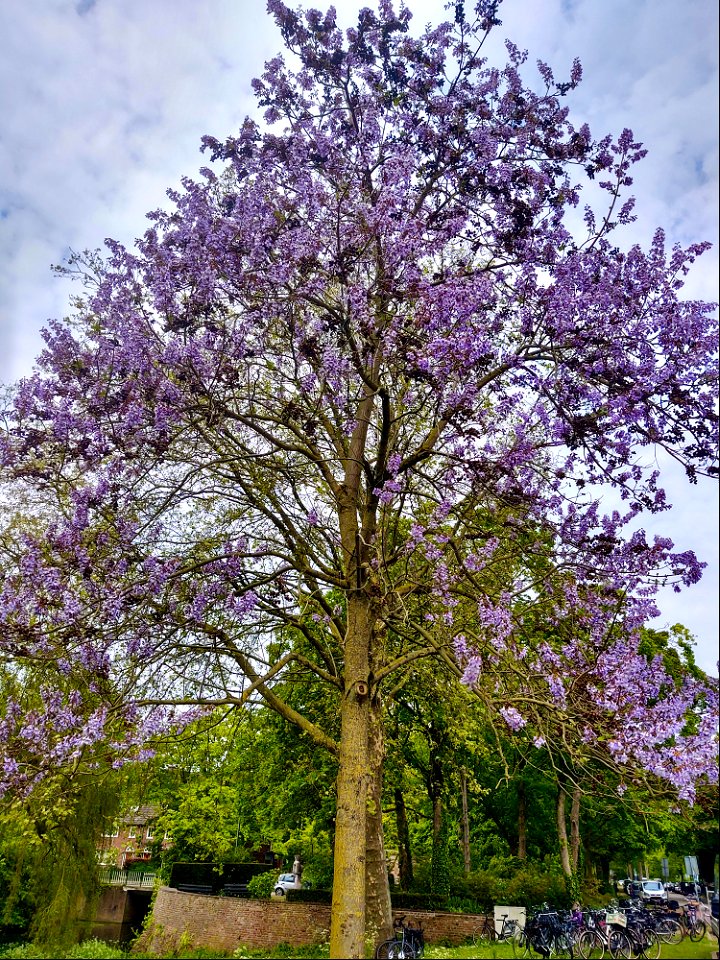 Paulownia aan de stadsgracht