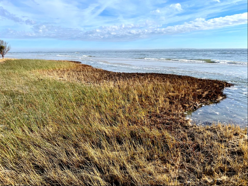 North tip of Ocracoke Island (facing Hatteras Inlet from the northeast corner of the island).