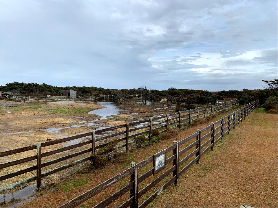 Ocracoke ponies, January 2021