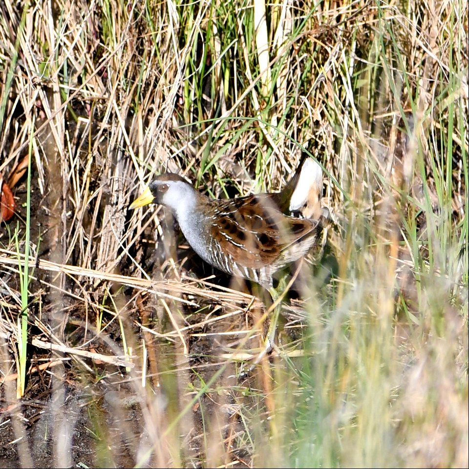 A Sora foraging along the canal on Ramp 72