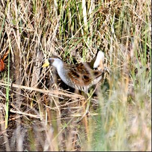 A Sora foraging along the canal on Ramp 72