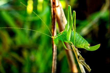 Leptophyes punctatissima (Bosc, 1792) ♀