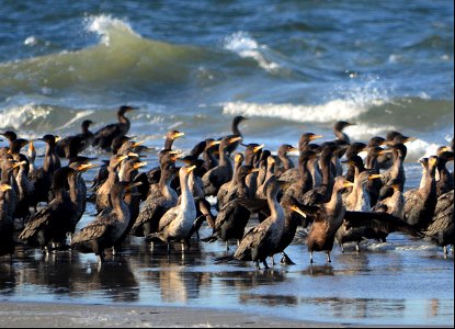 Large groups of double-crested cormorants can always be seen on South Point in the fall and winter months