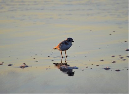 Migrating piping plover resting