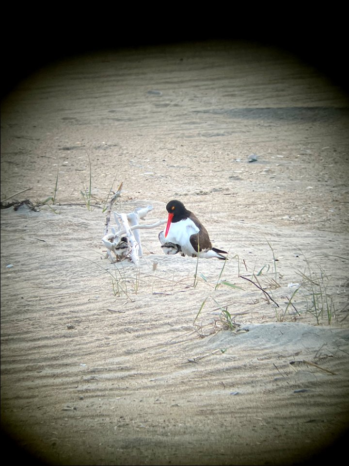 Cape Point American oystercatcher pair brooding their two chicks