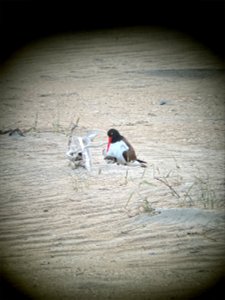 Cape Point American oystercatcher pair brooding their two chicks