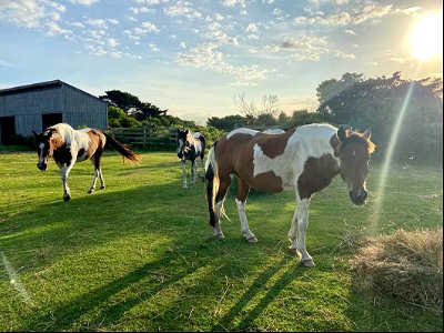 Ponies - Lindessa, Lawton, and Maya, enjoying their breakfast