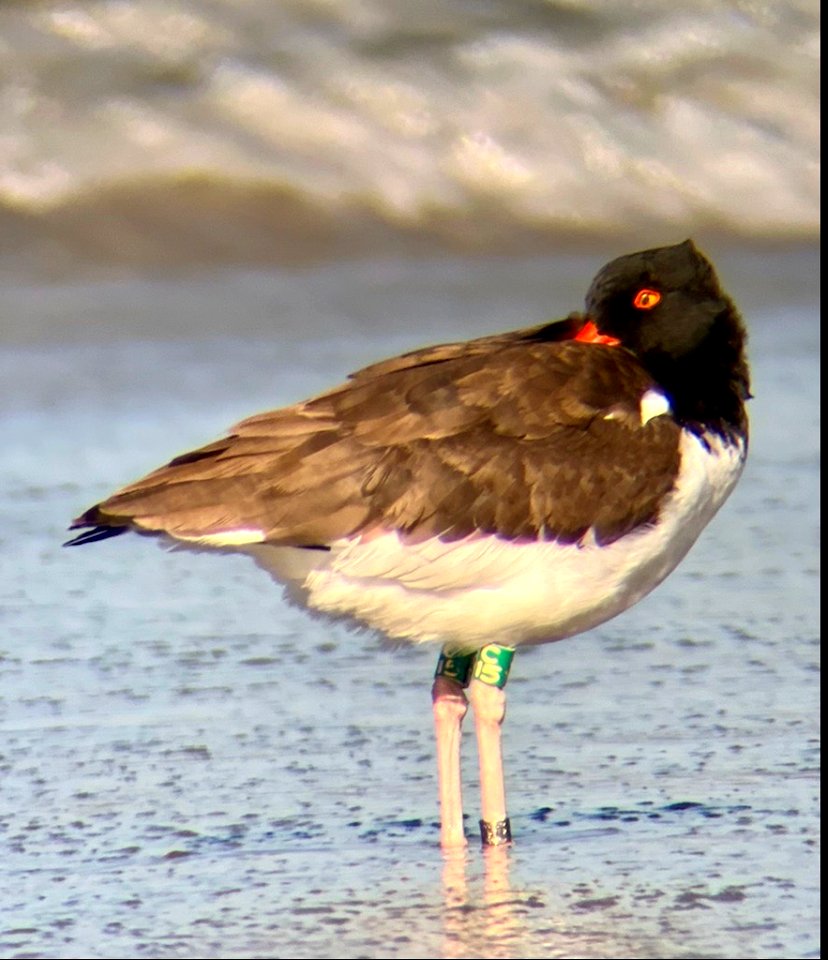 American oystercatcher on Ocracoke Island photo