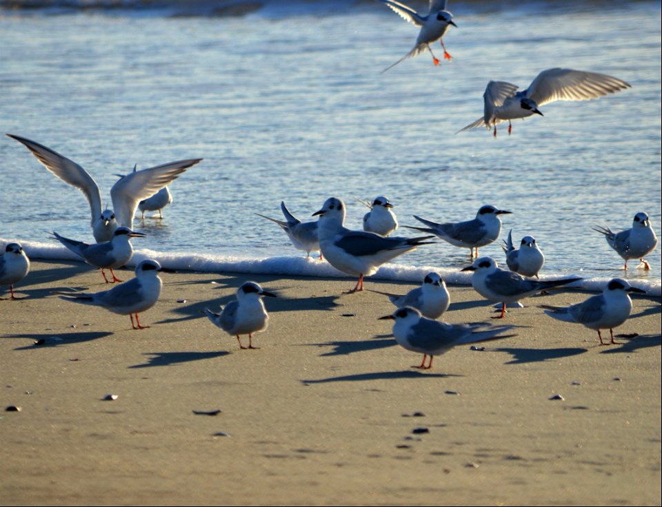 Forsters Terns and a Bonapartes Gull at Ramp 70 on Ocracoke Island