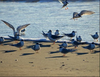 Forsters Terns and a Bonapartes Gull at Ramp 70 on Ocracoke Island photo