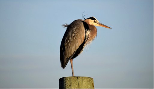 A great blue heron perched atop an abandoned telephone pole on Bodie Island Spit photo