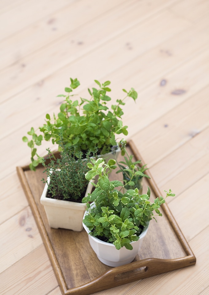 Pots with fresh green herbs on floor
